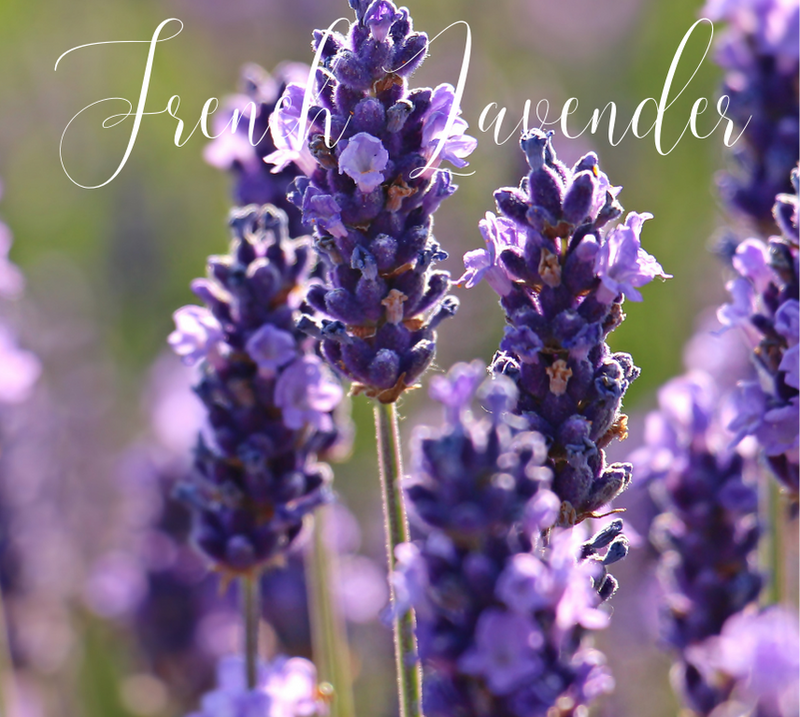 Scent - French Lavender